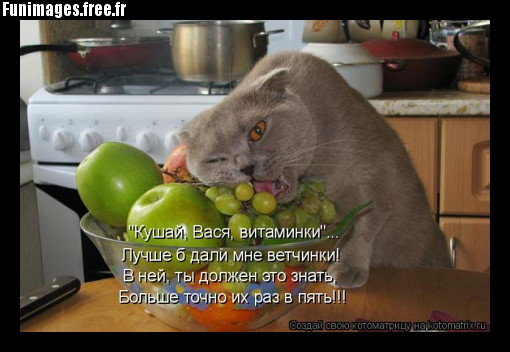 funimages insolite gourmandise drole humour animal animaux lapin chat chien
